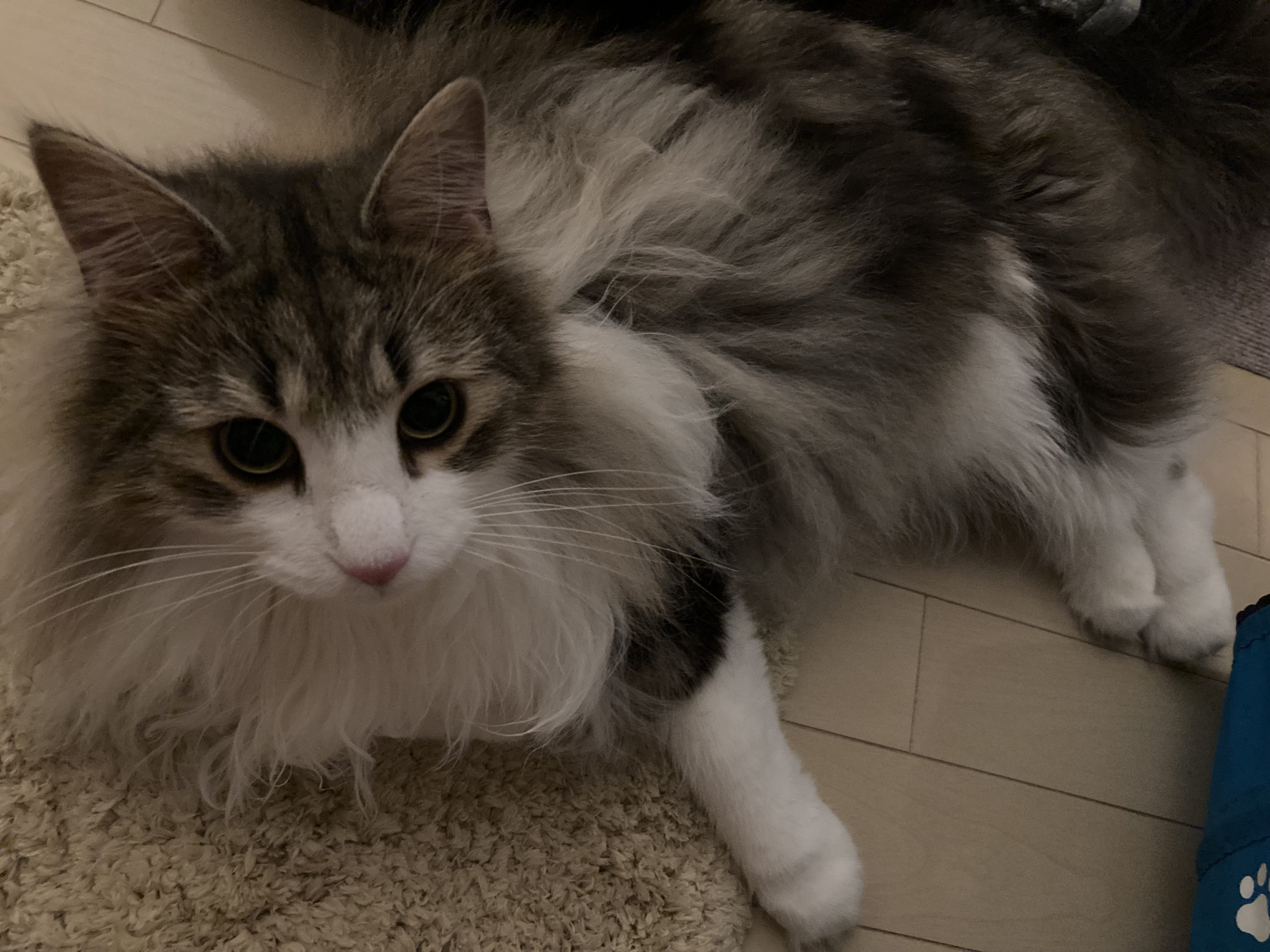 ごろごろしてる